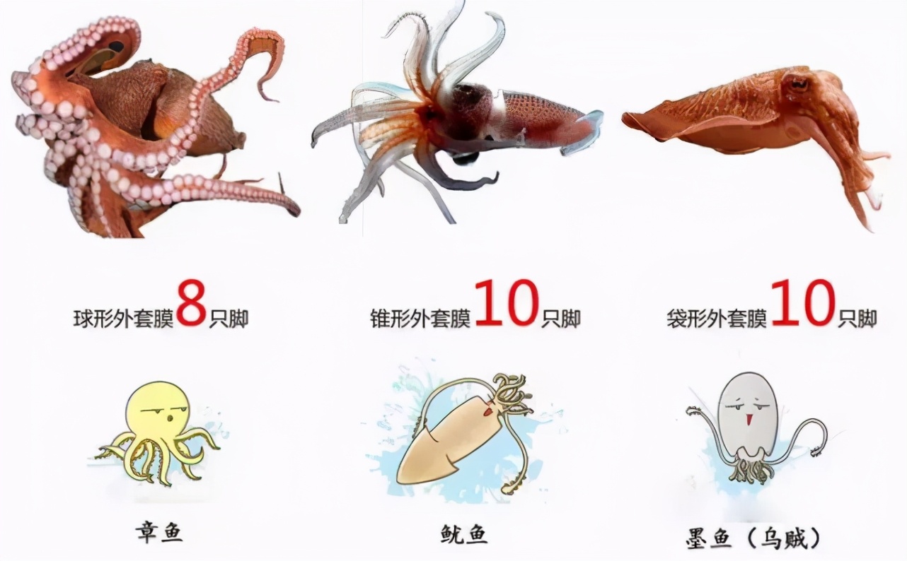 海洋科普章鱼为何会以自杀的方式繁殖明明可以称霸海洋却英年早逝