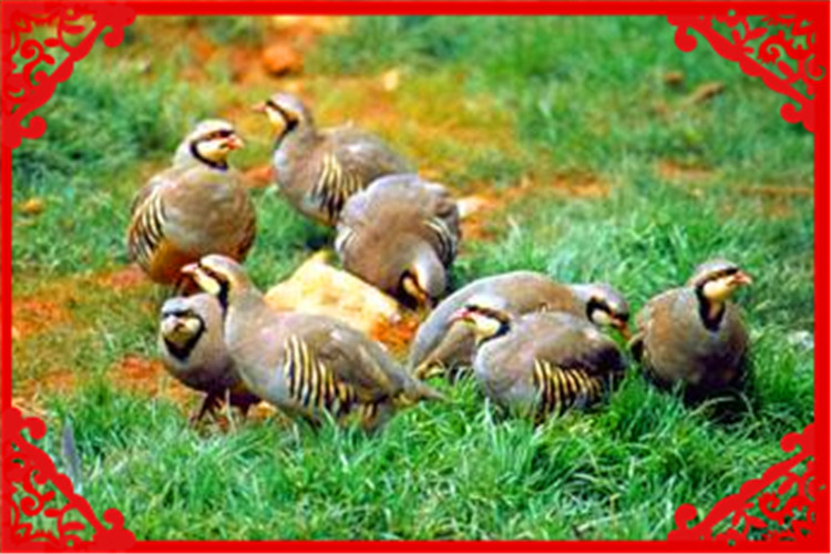 目前在农村，养殖什么风险小、回本快？这几种