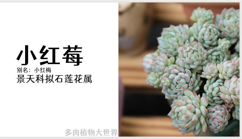 小红莓 小型品种易群生 景天科拟石莲花属多肉植物 资讯咖