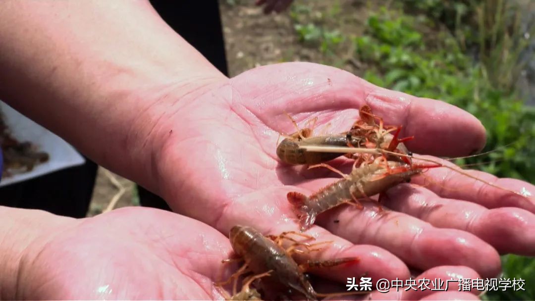 『田间示范秀』让小龙虾快快长大