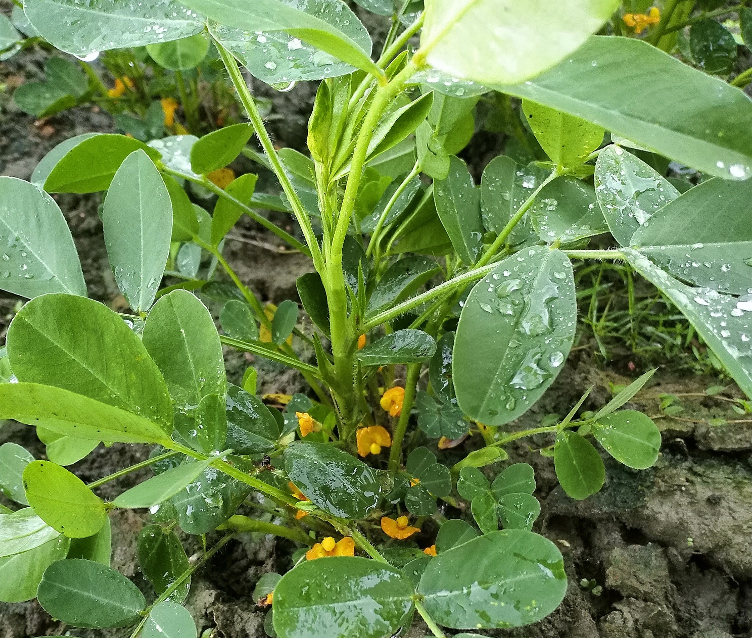 花生上香附子难以防治，花生出苗后可以选择哪些除草剂？