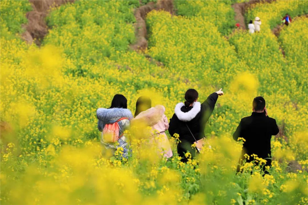 春天来了中都的油菜花笑了