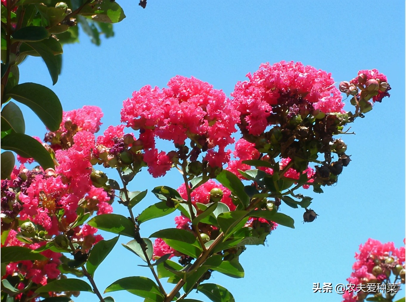 此花名叫 百日紅 越熱越開好 花朵美艷 養一棵滿樹繁花 資訊咖