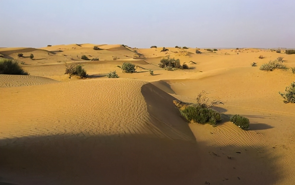 什麽是海水稻？中國人在迪拜種水稻，讓沙漠變糧倉？