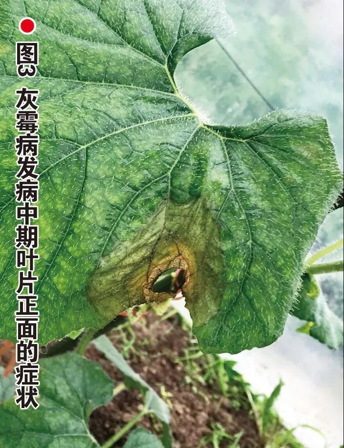 这4种病害将“大面积爆发”！严重时至少减产