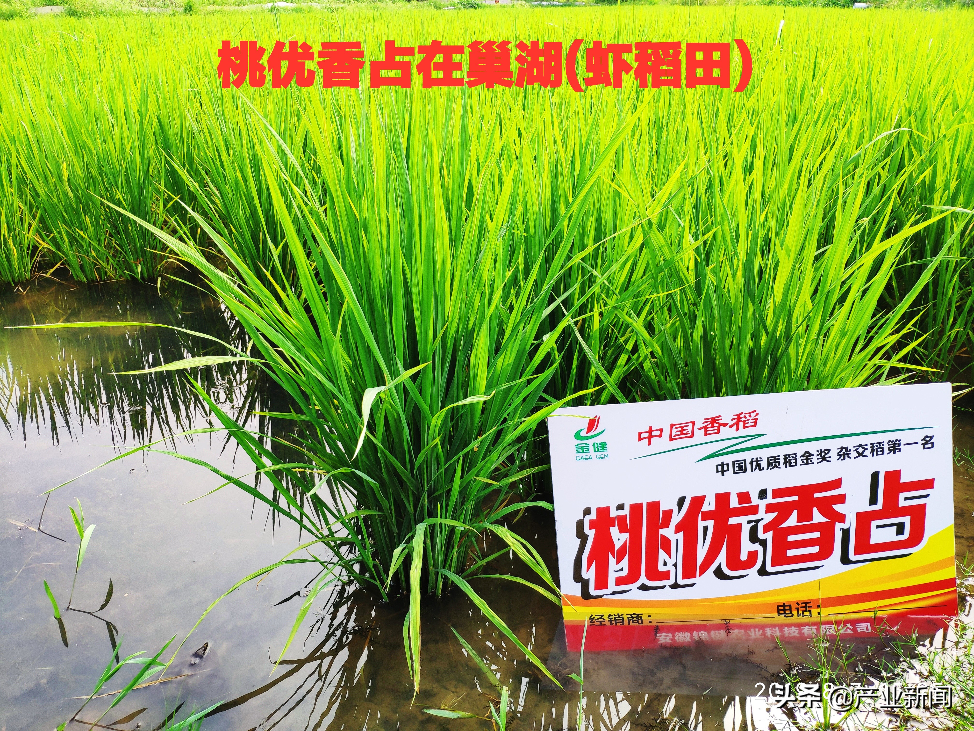 桃优香占稻虾养殖栽培技术介绍