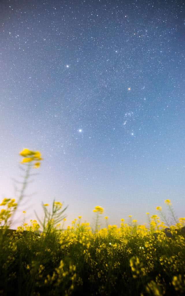 靜謐的夜色中，看花與星空的對話