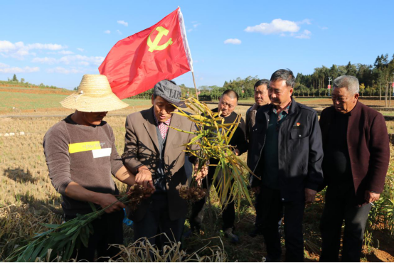 云南省罗平县：科技扶贫进田间 增收致富有信心