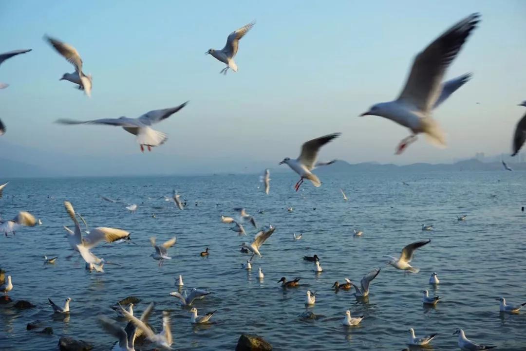 冬天看海的执念，就让温暖的深圳帮忙实现