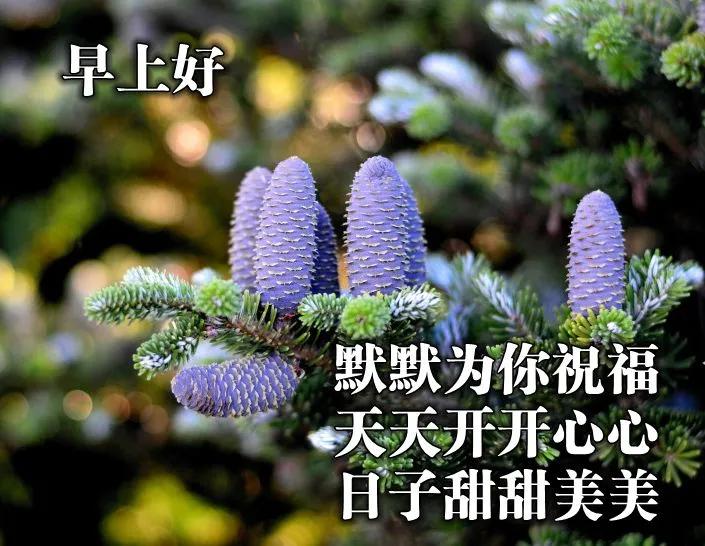 最新的祝福图片带字，最真诚的早上好美图片图片