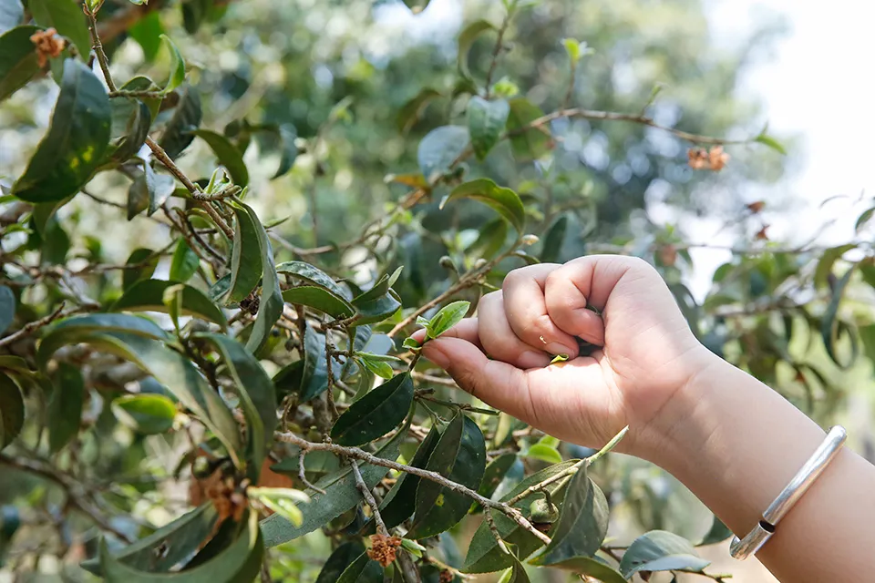 追踪报道｜得天独厚的地理资源优势，造就布朗山上品纯料熟茶