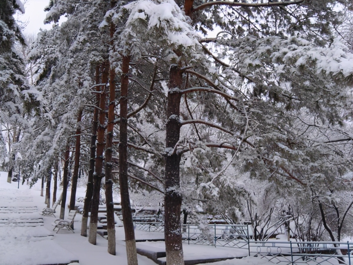 雪压霜欺不折腰——咏松柏古诗词赏析-第1张图片-非凡网