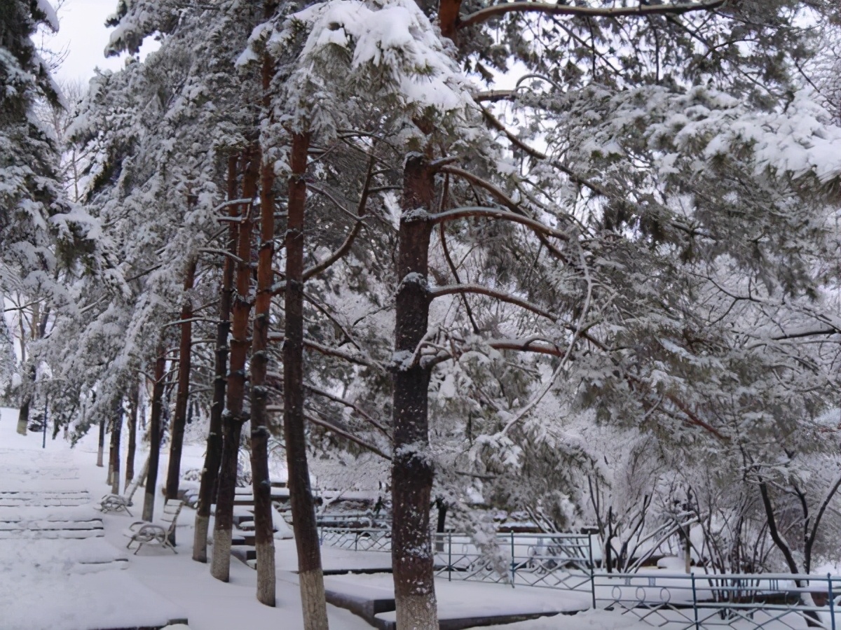 雪压霜欺不折腰——咏松柏古诗词赏析-第1张图片-诗句网