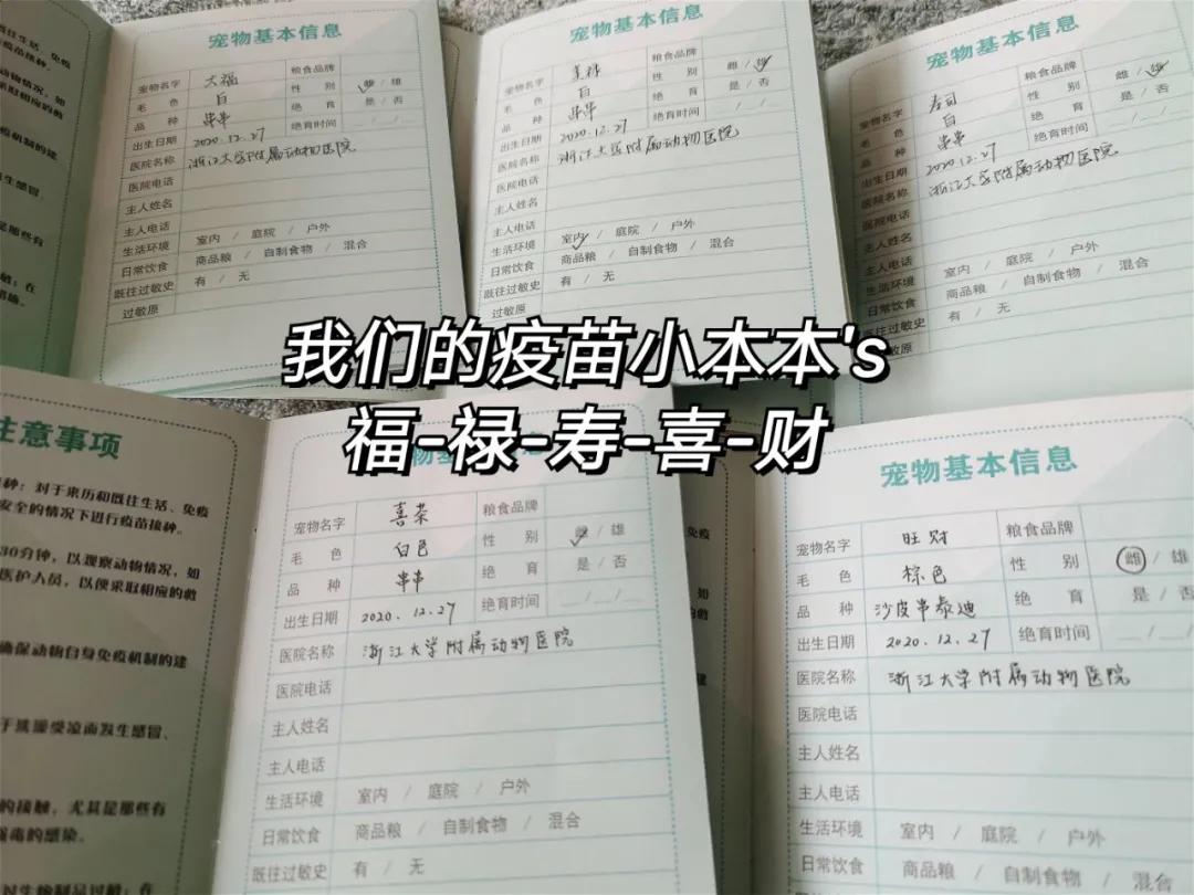 狗狗领养大片｜《请回答“领养人们”》