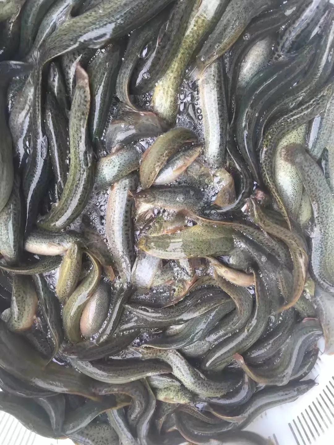 泥鰍的種苗有多少種？價格有什么差別？