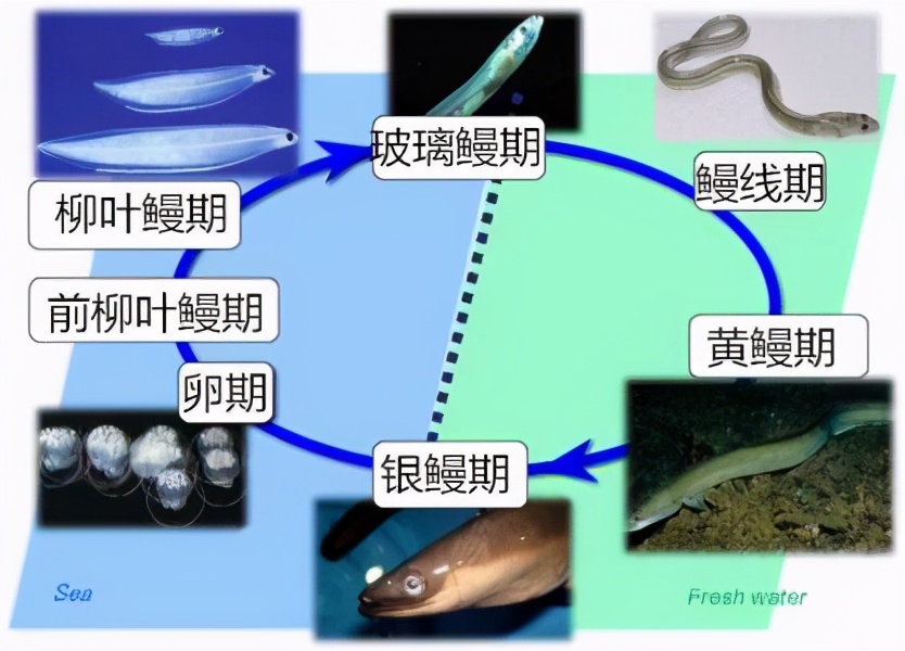 人类把鳗鱼吃到濒危，为什么始终无法搞懂鳗鱼的交配方式？