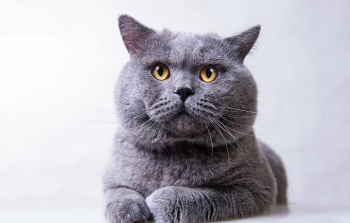 怎么才能养好“英短猫”？快来看看这篇文章