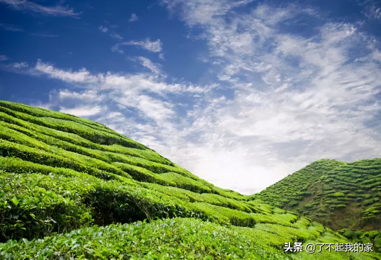 六大茶类｜茶艺基础知识