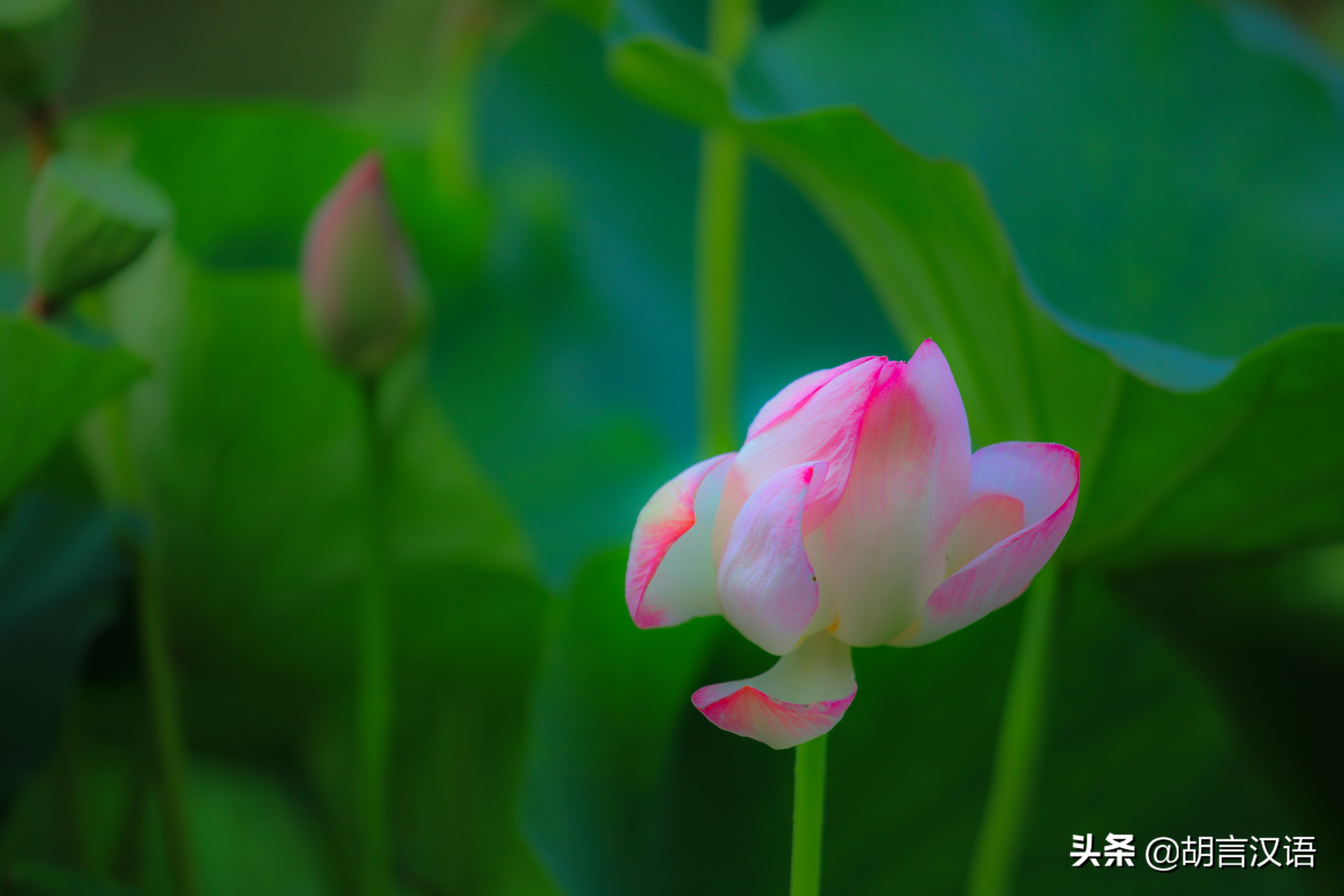 一花一世界，水中君子——荷花； 不染不妖的莲花；