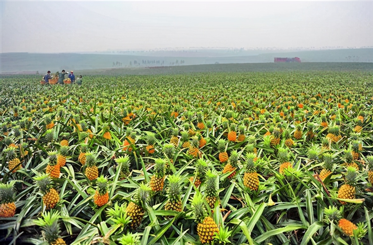 禁止台灣菠蘿導致國內菠蘿漲價？ 原因並非如此