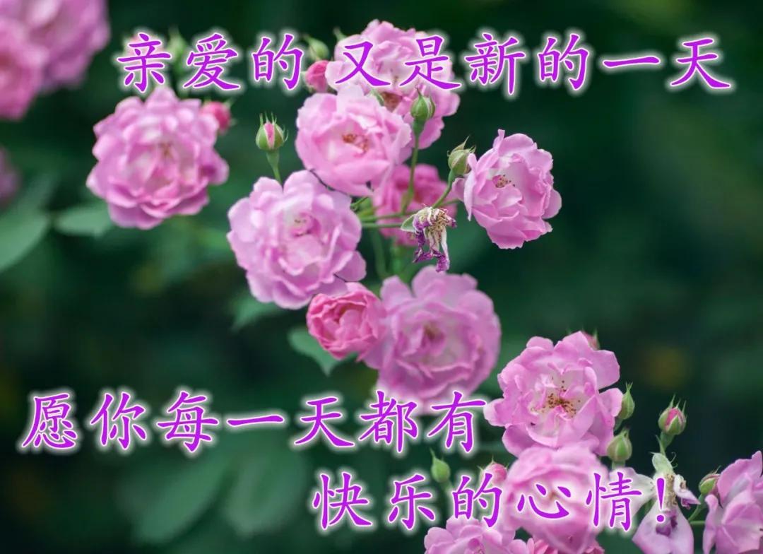 最新的祝福图片带字，最真诚的早上好美图片图片