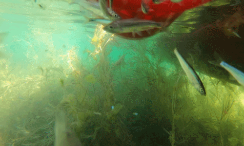 人类种下的恶果，从450吨到濒临灭绝，抚仙湖抗浪鱼陷入危机？