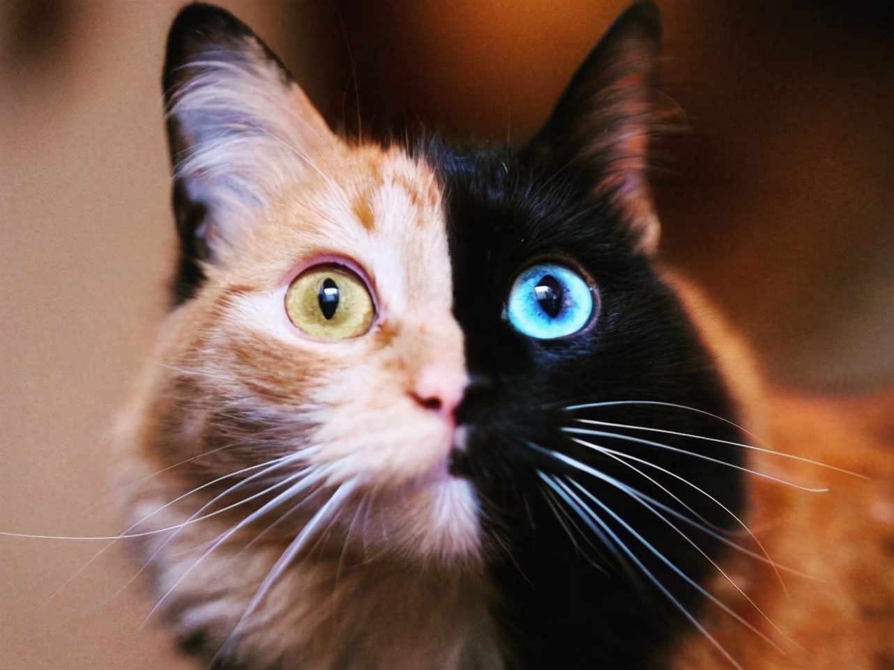 美國女星擁有兩種膚色，長大後發現，身體裏長著自己的雙胞胎姐妹