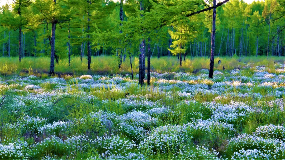 林都伊春 | 迷人的小兴安岭湿地“塔头花”