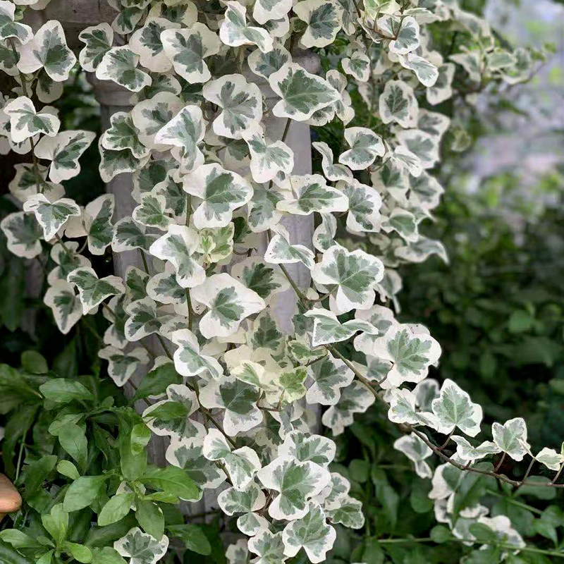 4種耐陰花 光不好也能嗖嗖長 擺家裏特別上檔次 養花大全 Mdeditor