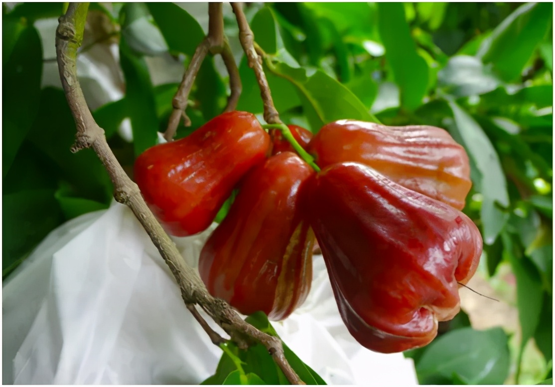 國台辦記者會，台灣菠蘿被連問7次！