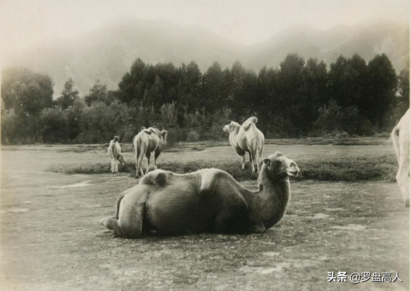 西藏老照片：1926年的拉薩景象