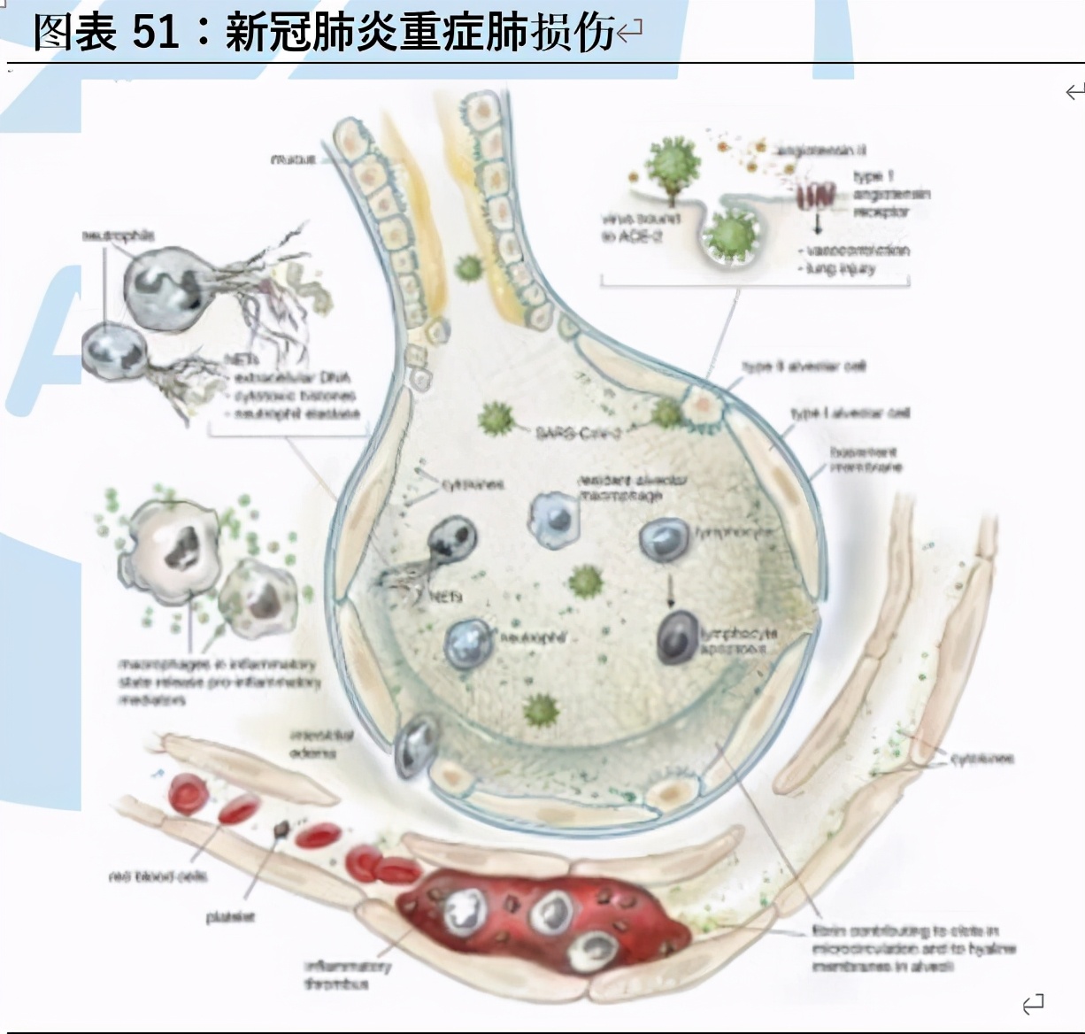 肝素行业深度报告：产业链、格局、发展趋势