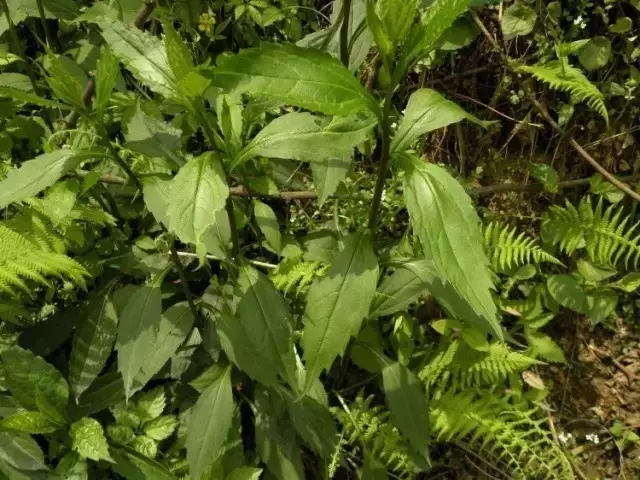 農村常吃的40種· 野菜，能治病能解饞，你吃過幾種呢？