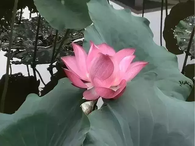 佛说：花开花落，便是人生