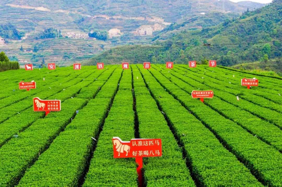 八马茶叶拟创业板上市 闽企加入“A股茶企第一股”争夺战