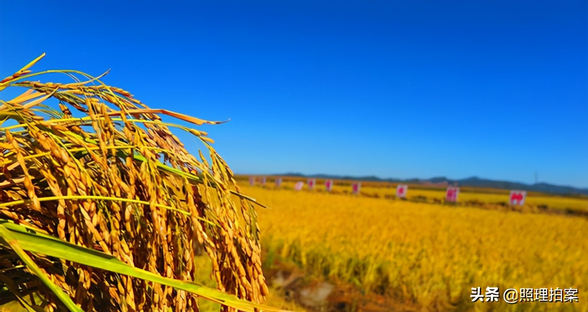 美國糧食計划算盤落空！ 中國不是菲律賓、韓國日本，早就未雨綢繆