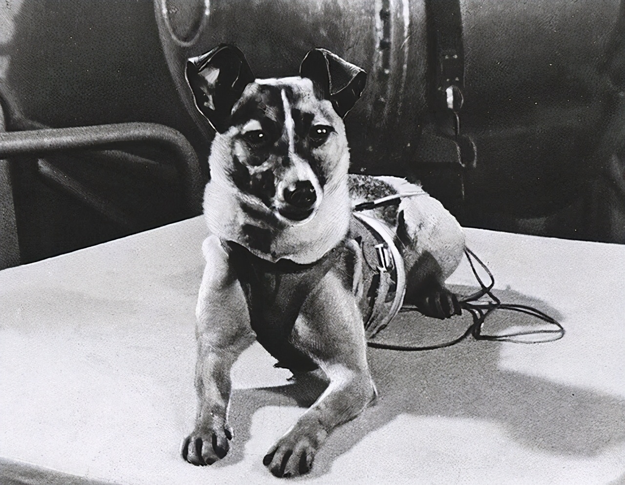苏联曾将一只小狗送进太空，63年过去了，现在仍在地球轨道流浪-第5张图片-大千世界