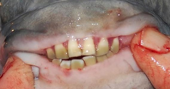 问世间谁的牙齿最牛逼？盘点动物界的那些奇异的牙齿