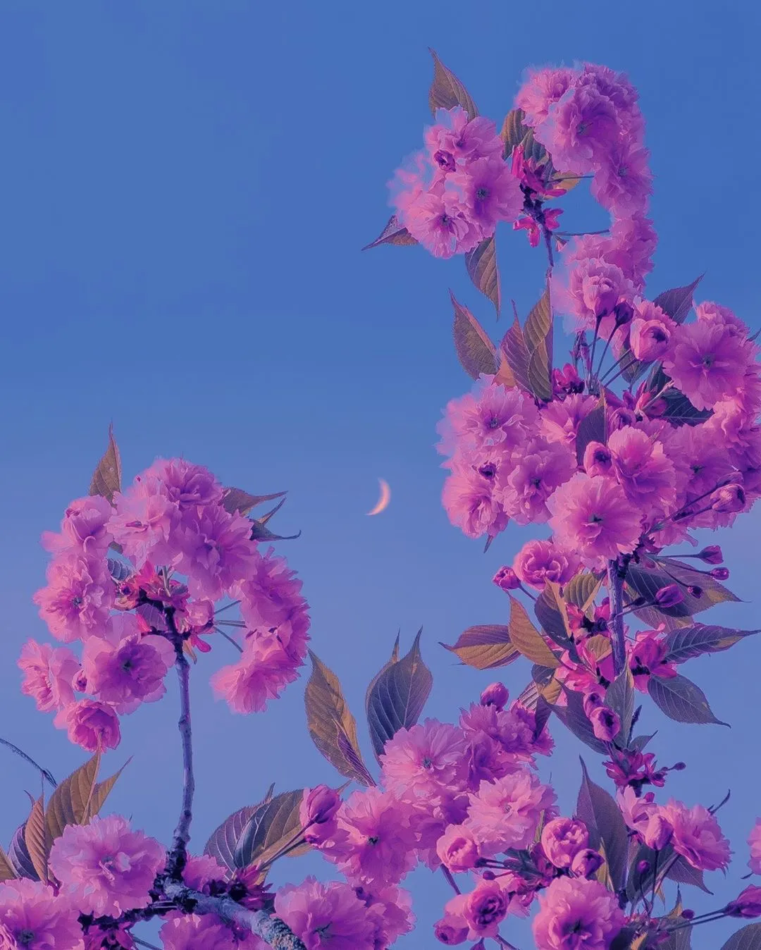 花與雲與月