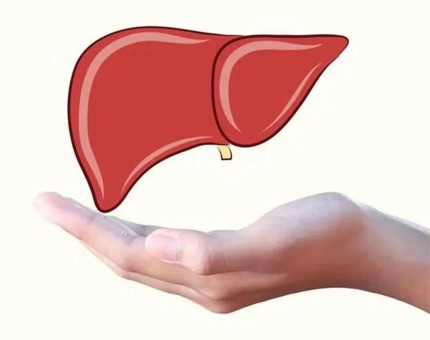 熬夜对身体伤害最为严重的地方就是肝脏。肝脏受到损伤后，身体就容易早衰。