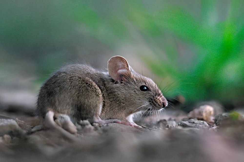 老鼠橫行澳大利亞!澳洲為什麽老鼠泛濫成災,政府為何不以貓滅鼠？