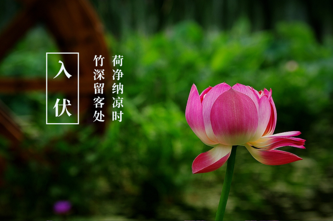 今夏入伏，你知道古人写了哪些有关三伏的诗？-第3张图片-非凡网