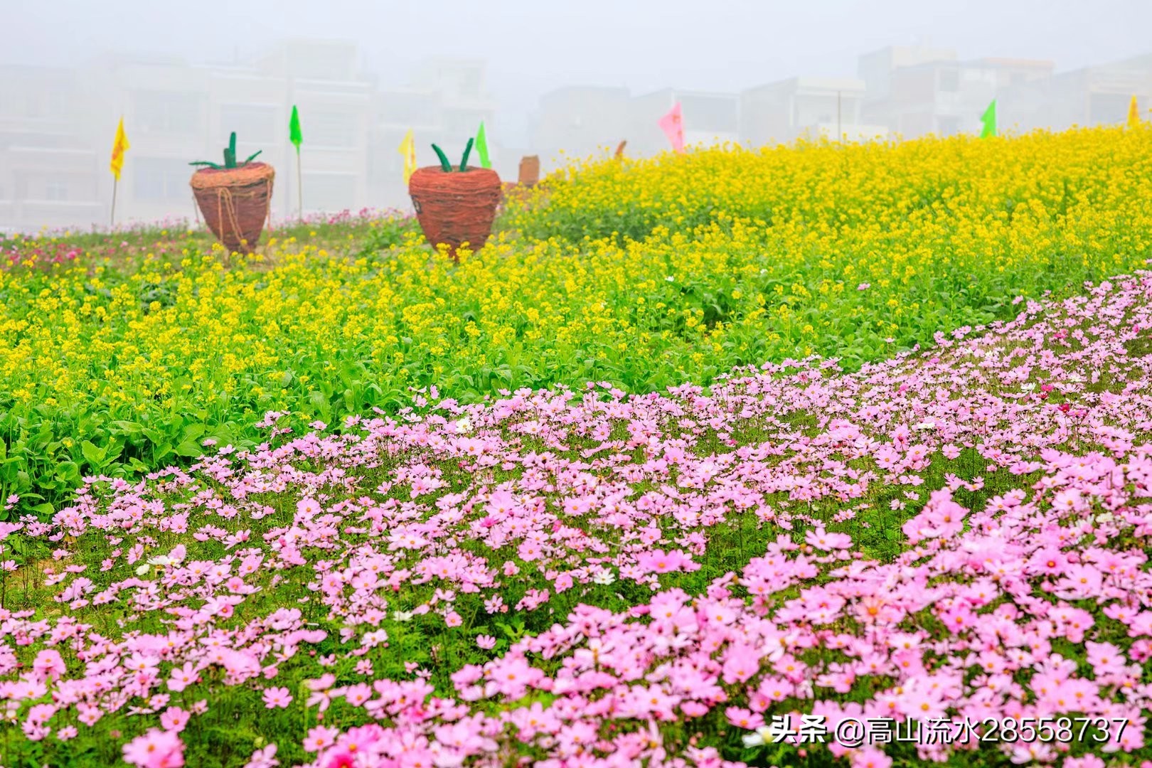 格桑花寓意是什么（生命力顽强的一种花有这么美好的含义）