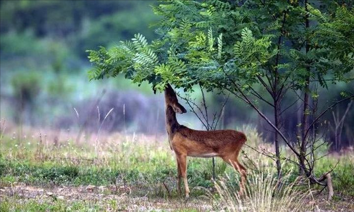 �����ٷ�Ϊ����ֹ��Ԯ���Ϻ����̾��̳����ࣿ������Խ�ŲҰ�����