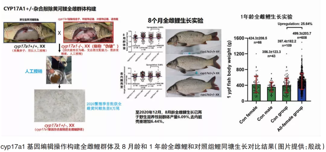 性控养殖增产的基因密码