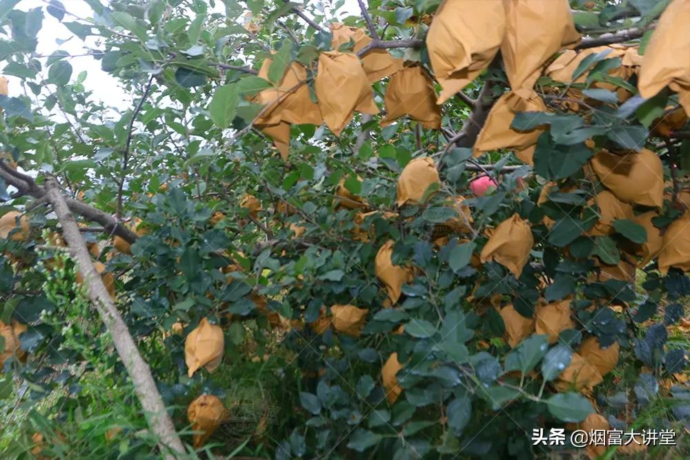 做好中熟苹果品种脱袋前的肥水管理
