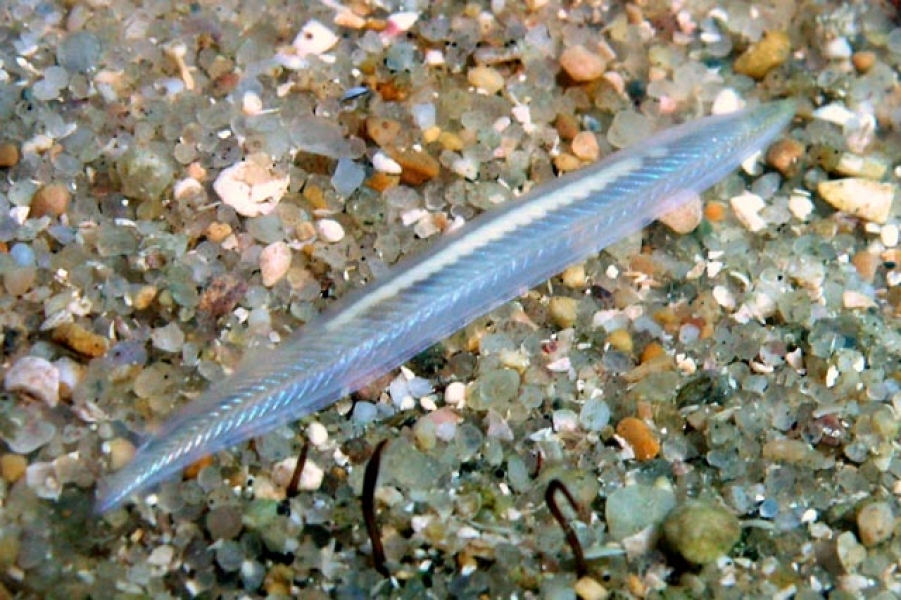 文昌鱼没头没心脏没骨头味道还鲜美