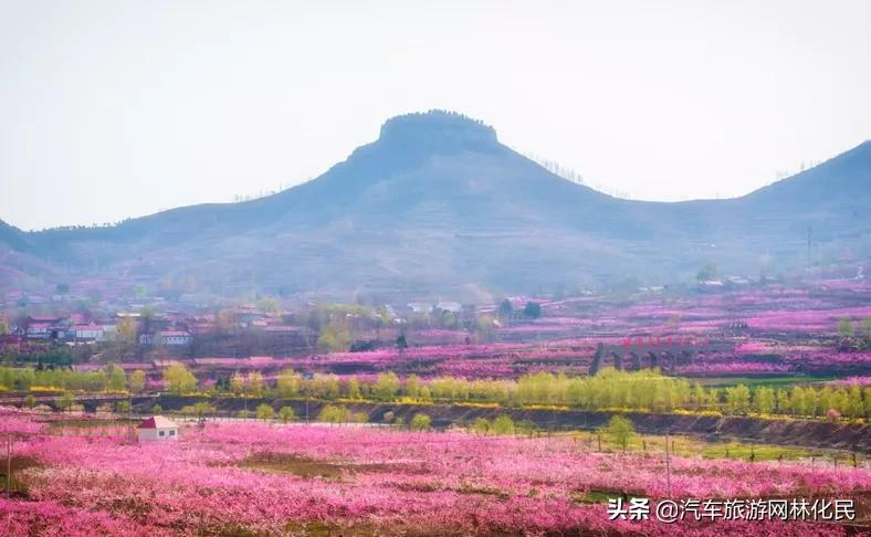 万亩桃花含苞待放，岱崮地貌等你来约