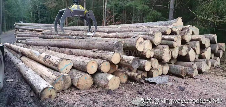 「德国金威木业」欧洲榉木毛边板，捷克云杉原木