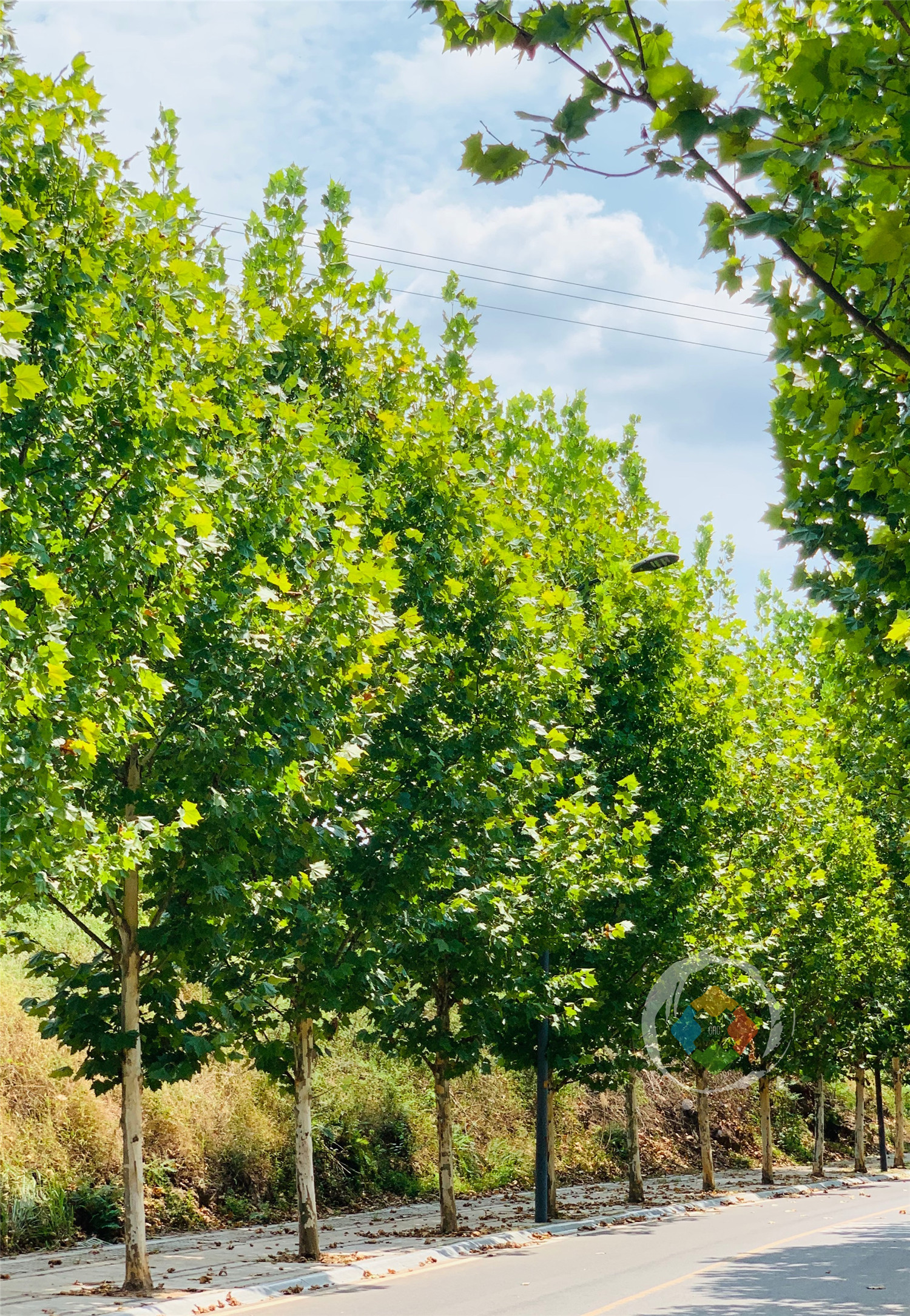 重庆广阳岛重新开放：入场免费，观光巴士只需10元，交通很便捷